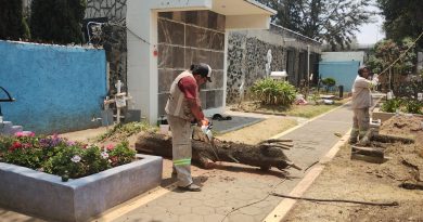 Tlalpan’s maintenance personnel clean 11 public cemeteries / @TlalpanAl >>>
